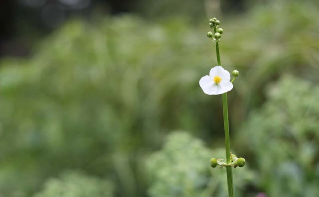 Broadleaf Arrowhead Flowers Pictures