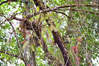 tree trunks and branches covered with orchids, bromeliads and other plants in Puriscal, Costa Rica
