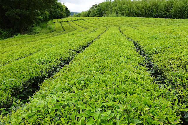 鳥取県米子市淀江町福井 つぼかめ山