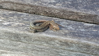 Cool little lizardy newt chap on a bench on our walk