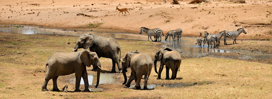 Tanzania Tailor-Made Safari Tour