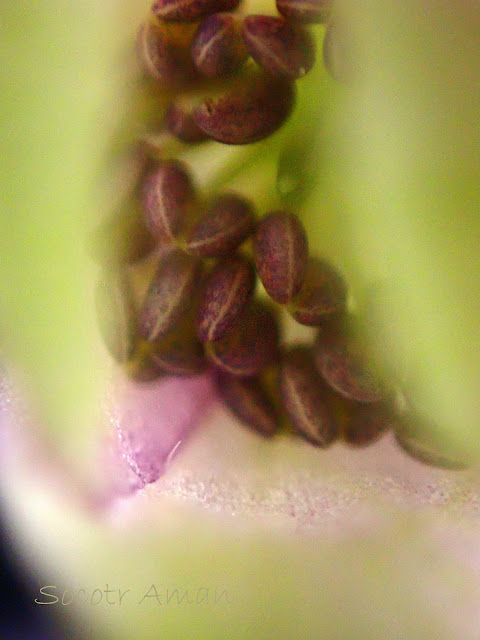 Aconitum fudjisanense