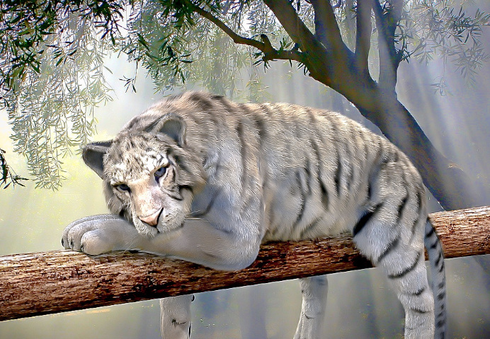 Preciosa imagen de un tigre descansando.