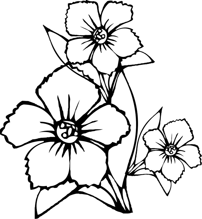 Sketsa Gambar Bunga Matahari Hitam Putih Contoh Sketsa 