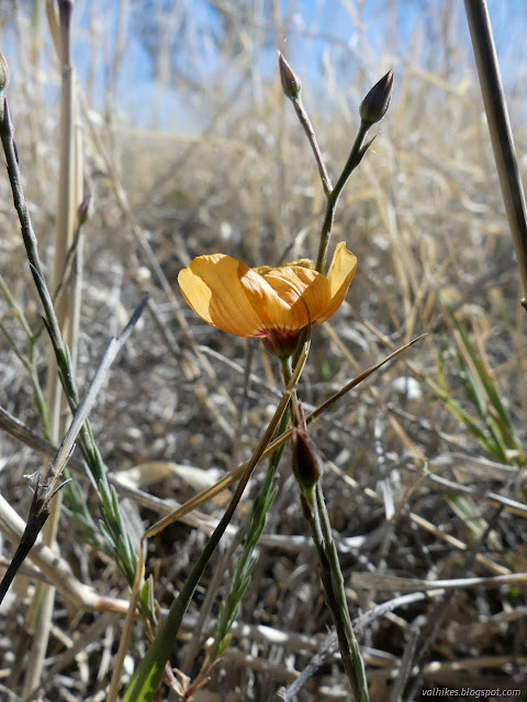 01: small orange flower with many buds