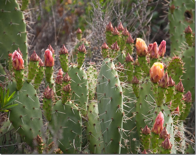Peters Canyon-4