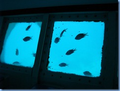 7816 Semi Sub Coral World Charlotte Amalie St Thomas USVI