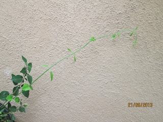twig on Indian Jui