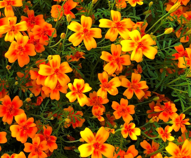 Tagetes Tenuifolia, Lemon Marigold - Tangerine Gem  