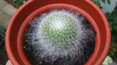 Mammillaria hahniana