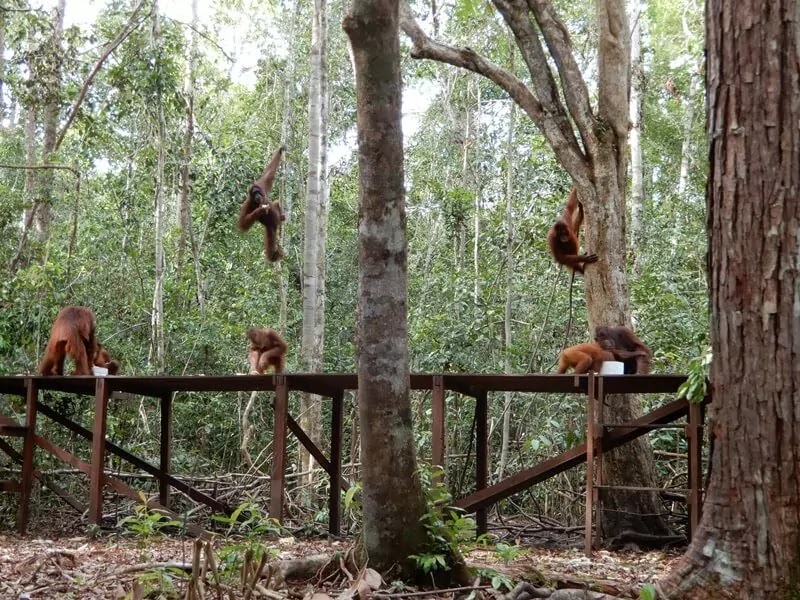 Orangutan di Tanjung Harapan