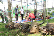 Idul Adha 1444 Hijriah, Kodim 1010/Tapin Potong Enam Ekor Sapi Kurban 