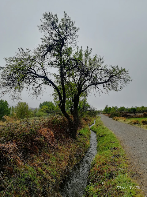 Acequia Alcázar, Ramar de los Caserones