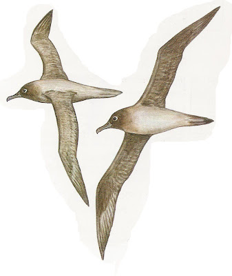 Albatros manto claro Phoebetria palpebrata