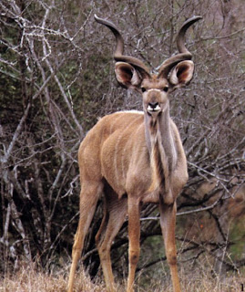 Kudu-Bull