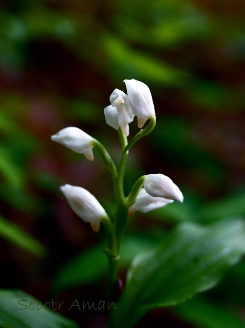 Cephalanthera erecta 