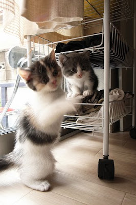 Scottish Fold Brother and Sister Cats Seen On www.coolpicturegallery.us