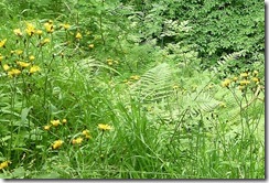 birks wild flowers