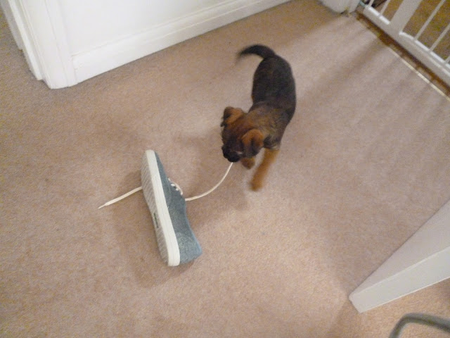 Puppy drags Hotter shoe across the floor