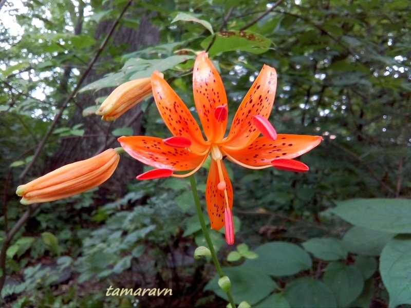 Лилия двурядная (Lilium distichum)