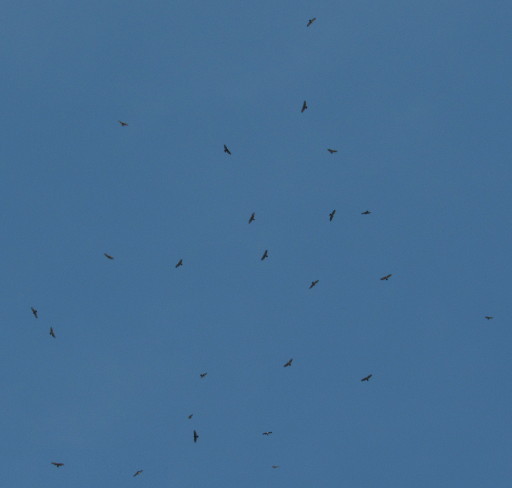 Raptors Flying And Gliding Over Ipoh