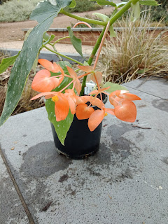 Orange rubra in a pot, flowers like light orange angel wings