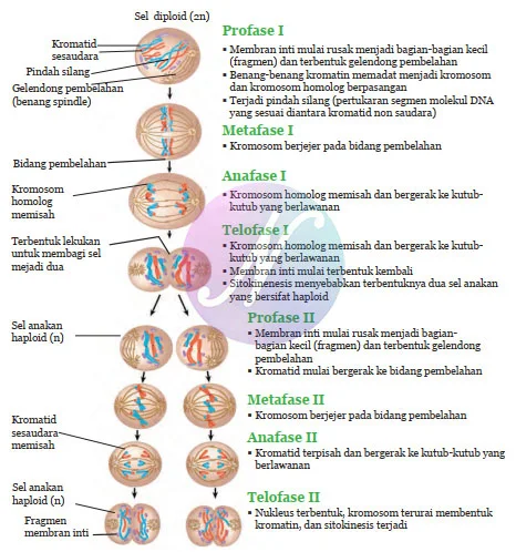 Pembelahan Meiosis