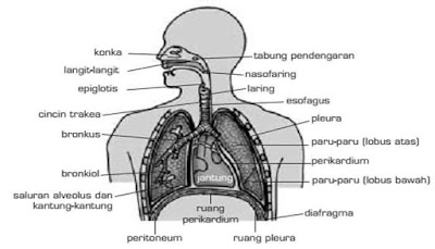 sistem pernafasan pada manusia