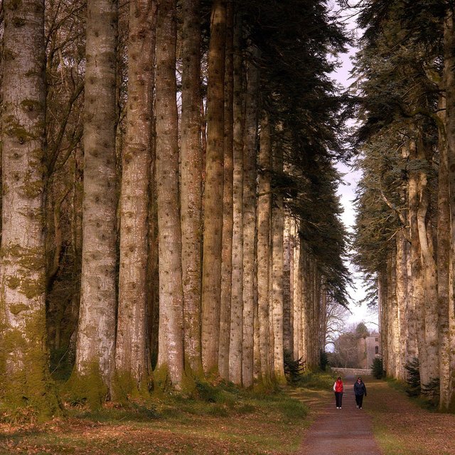 Woodstock Gardens, Kilkenny, Ireland