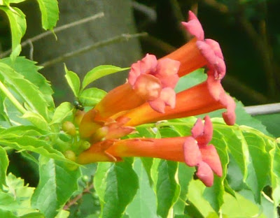 trumpet vine