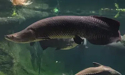 Peixes de Rio Pirarucu
