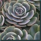 Hens and Chicks