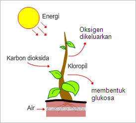 komponen biotik memengaruhi komponen a   biotik contohnya adalah tumbuhan ...