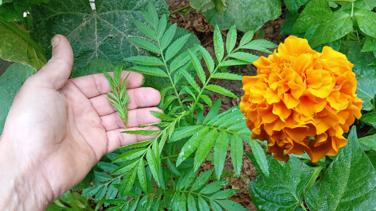 In this comprehensive guide, we will delve deep into the art of pinching marigolds, unveiling the secrets that professional gardeners have utilized for years. From identifying the perfect time to execute the technique with precision, we've got you covered every step of the way. By pinching your marigolds at the appropriate stage of growth, you will encourage your plants to develop a fuller, bushier structure, resulting in more vibrant and long-lasting flowers.
