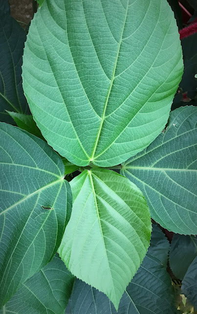 Leaf Acalypha hispida
