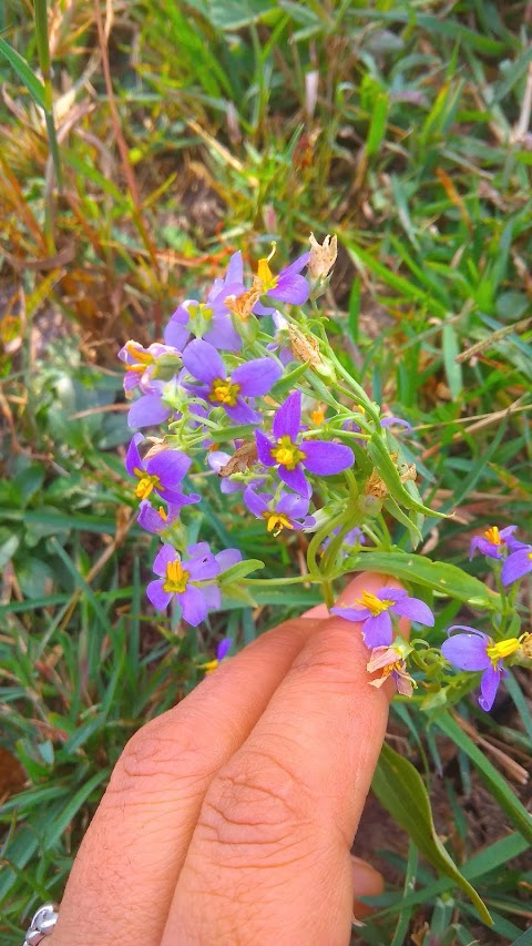 Grass Flower, Blue Flower, image, Walpaper, ghas foring