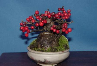 bonsai trees