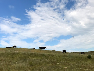 Livestock Roamed the Hills Freely