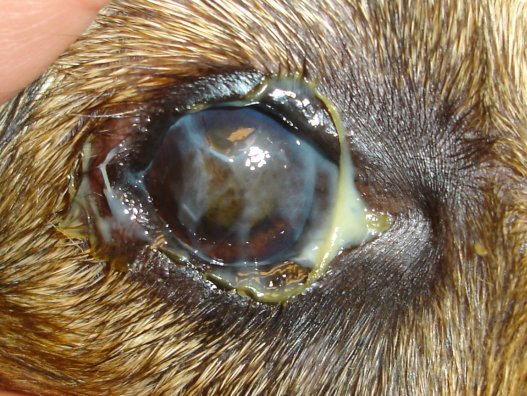 Dog Eye Treatment2