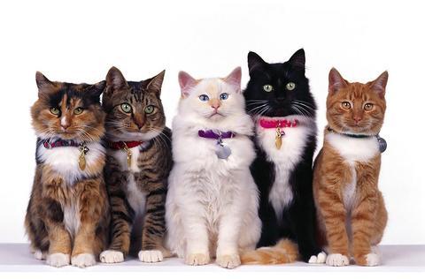 A Look At Cat Breeds