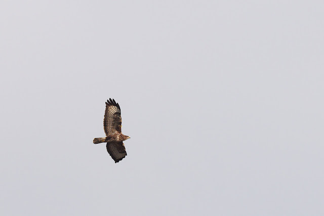 Ein Bussard im Thermikflug