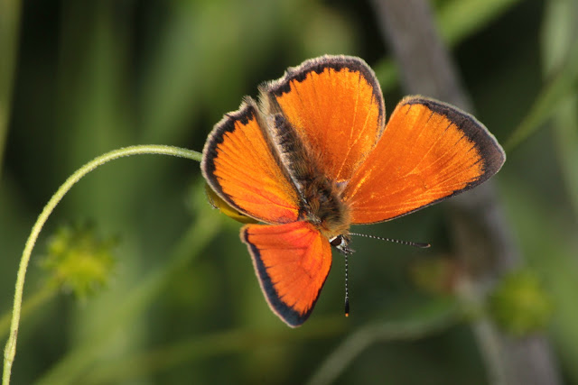 Lens and Cover | Butterflies | Large Copper (Lycaena Dispar)