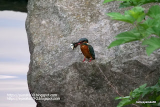 獲物を咥えたカワセミ写真