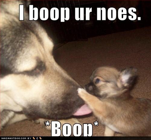 funny puppy pictures. funny puppy.