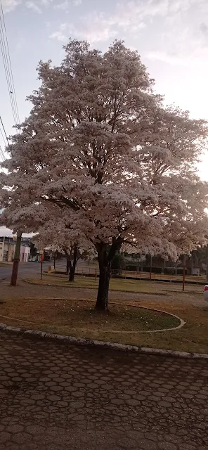 ipê branco florido em Ouro Preto do Oeste, RO