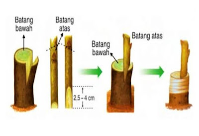  Bisakah kamu sebutkan cara perkembangbiakan vegetatif buatan pada  5+ Cara Perkembangbiakan Vegetatif Buatan (Gambar Lengkap)