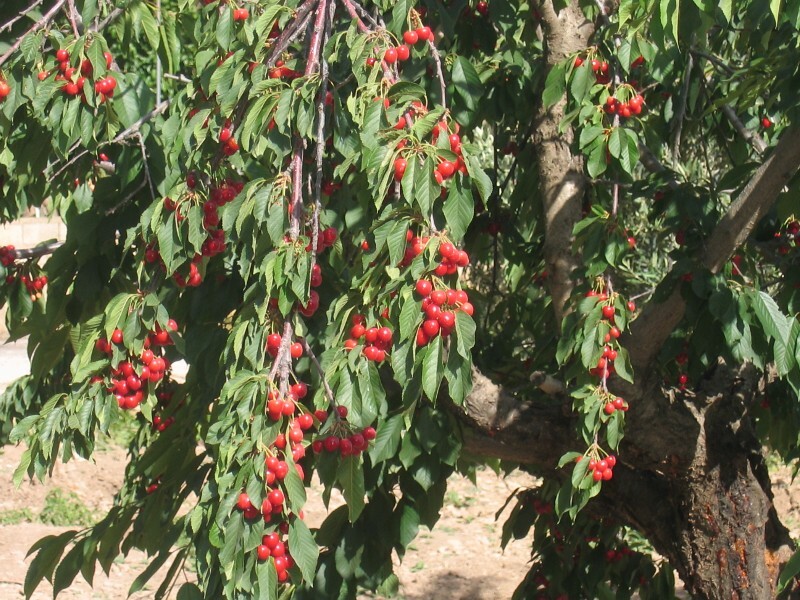 Cherry trees are very popular