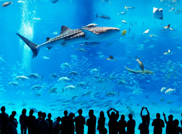 Khám phá See Aquarium - Thủy cung tuyệt vời nhất thế giới