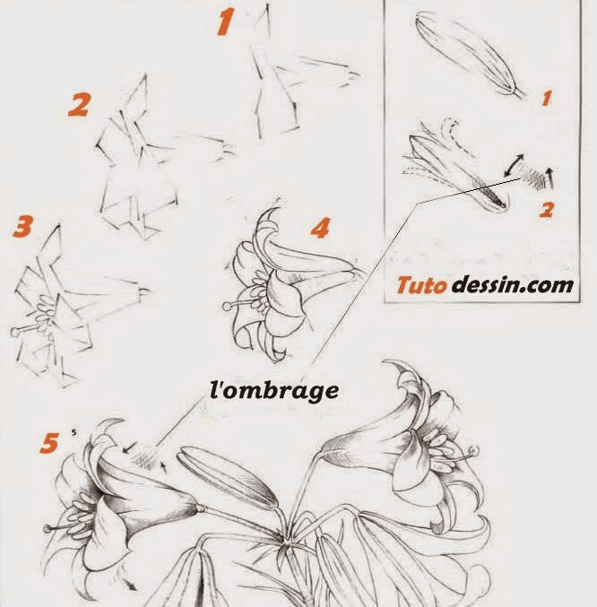  Tuto  Dessin  comment dessiner une rose  tapes par tapes