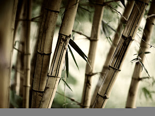 Bamboo Wallpapers - Nature Bambo Wallpaper